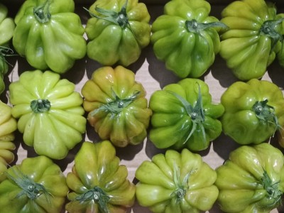 Foto Pomodoro Cuore di Bue Origine Italia Marchio Sicilia 2