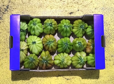 Foto Pomodoro Cuore di Bue Origine Italia Marchio Sicilia 3