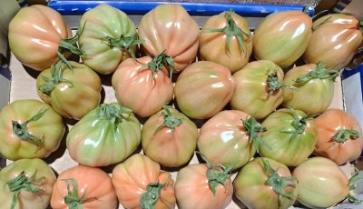 Foto Pomodoro Cuore Di Bue Origine Italia Marchio Salvuccio  2