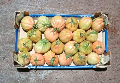 Foto Pomodoro Cuore Di Bue Origine Italia Marchio Salvuccio  3