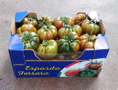 Foto Pomodoro Marinda Orignie Italia Marchio Esposito 1