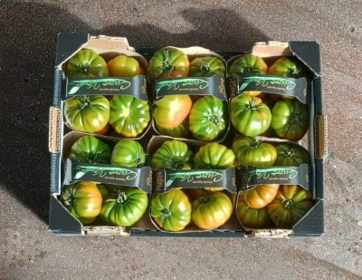 Foto Pomodoro Costoluto Origine Italia Marchio Cuore Verde 3