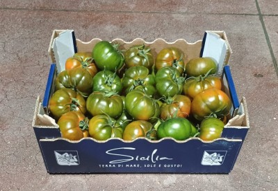 Foto Pomodoro Costoluto Origine Italia Marchio Sicilia 1