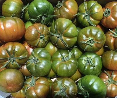 Foto Pomodoro Costoluto Origine Italia Marchio Sicilia 2