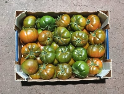 Foto Pomodoro Costoluto Origine Italia Marchio Sicilia 3