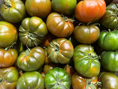Foto Pomodoro Costoluto Calibro AA Origine Italia Marchio Sicilia 2