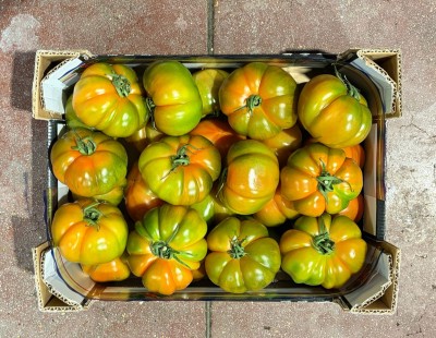 Foto Pomodoro Costoluto Origine Italia Marchio Sicilia 3