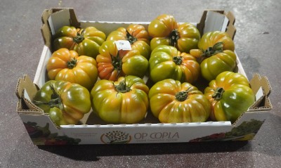 Foto Pomodoro Costoluto Origine Italia Marchio Copla  1