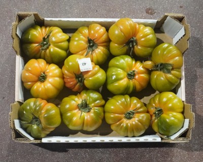Foto Pomodoro Costoluto Origine Italia Marchio Copla  3
