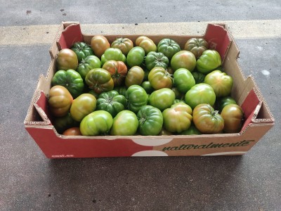 Foto Pomodoro Costoluto Origine Spagna Marchio Casi 1