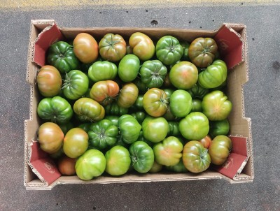 Foto Pomodoro Costoluto Origine Spagna Marchio Casi 3