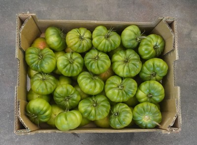 Foto Pomodoro Costuluto Origine Spagna Marchio Casi 3