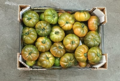 Foto Pomodoro Costoluto Origine Italia Marchio Arrabito  3