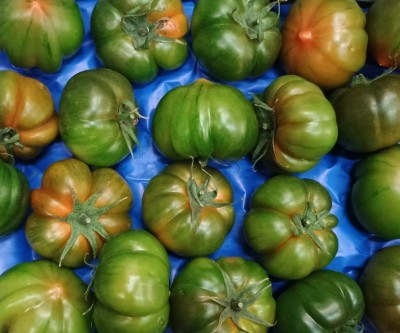 Foto Pomodoro Costoluto Origine Italia Marchio Vittoria Verde 2