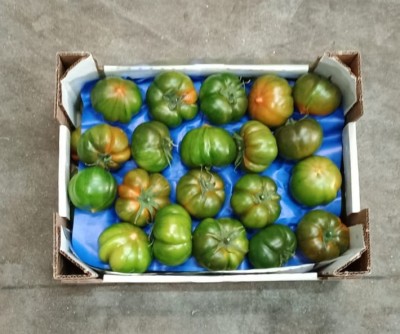 Foto Pomodoro Costoluto Origine Italia Marchio Vittoria Verde 3