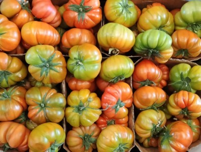 Foto Pomodoro Costoluto Origine Italia Marchio Sempre Verde 2