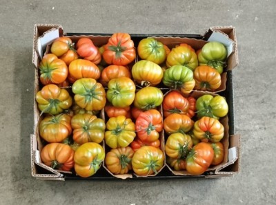 Foto Pomodoro Costoluto Origine Italia Marchio Sempre Verde 3