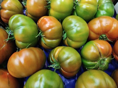 Foto Pomodoro Costoluto Origine Italia Marchio Sempre Verde 2