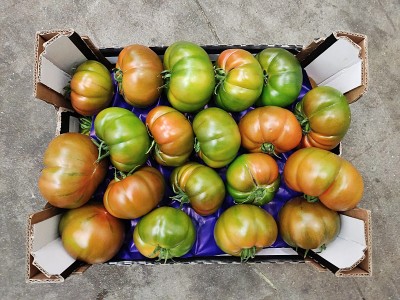 Foto Pomodoro Costoluto Origine Italia Marchio Sempre Verde 3