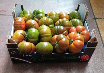 Foto Pomodoro Costoluto Origine Italia Marchio La Sempre Verde 1