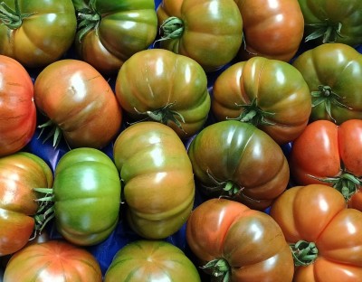 Foto Pomodoro Costoluto Origine Italia Marchio La Sempre Verde 2