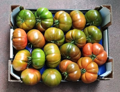 Foto Pomodoro Costoluto Origine Italia Marchio La Sempre Verde 3
