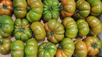 Foto Pomodoro Costolutoi Origine Italia Marchio Sicilia 2