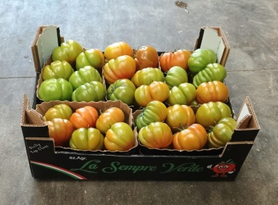 Foto Pomodoro Costoluto Origine Italia Marchio Sempre Verde 1