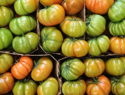 Foto Pomodoro Costoluto Origine Italia Marchio Sempre Verde 2