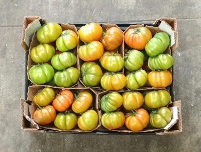 Foto Pomodoro Costoluto Origine Italia Marchio Sempre Verde 3