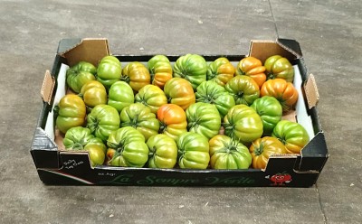 Foto Pomodoro Costoluto Calibro AA Origine Italia Marchio Sempre Verde 1