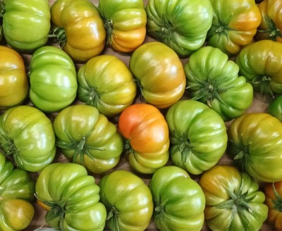 Foto Pomodoro Costoluto Calibro AA Origine Italia Marchio Sempre Verde 2