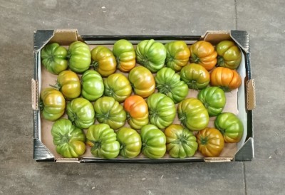 Foto Pomodoro Costoluto Calibro AA Origine Italia Marchio Sempre Verde 3