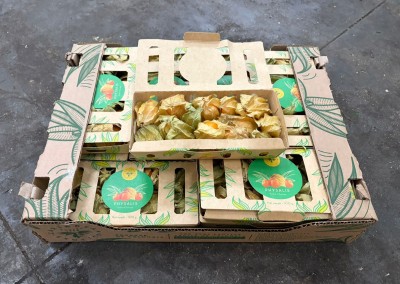 Foto Physalis Confezione da 12 Vaschette Origine Comlombia Marchio Caribbean Exotic 1