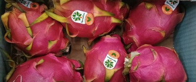 Foto Pithaya Rossa Confezione Da 4,5 Kg Origine Ecuador Marchio Mila 2