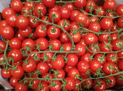 Foto Pomodoro Ciliegino Origine Italia Marchio Verde Mediterraneo 2