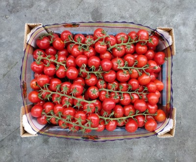 Foto Pomodoro Ciliegino Origine Italia Marchio Arciboldo 3