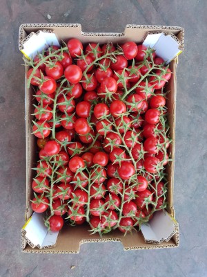 Foto Pomodoro Ciliegino Marchio Bontà di Sicilia 2