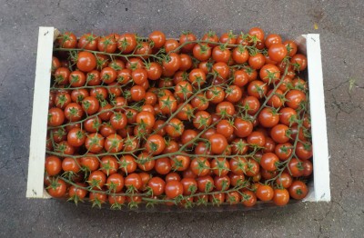 Foto Pomodoro Ciliegino  Origine Italia Marchio Bontà di Sicilia 3
