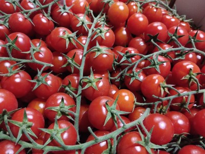 Foto Pomodoro Ciliegino Origine Italia Marchio Trentatrè 2