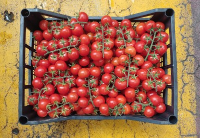 Foto Pomodoro Ciliegino Origine Italia Marchio Kasmenea 3