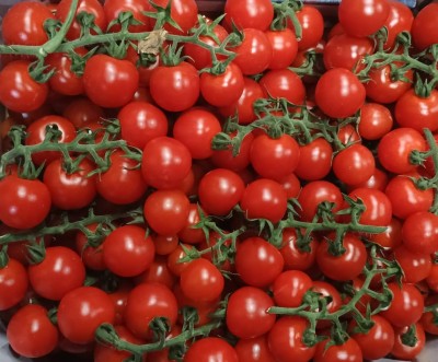 Foto Pomodoro Ciliegino Origine Italia Marchio Quadrifoglio  2