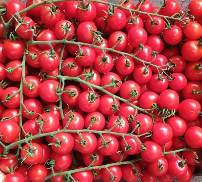 Foto Pomodoro Ciliegino Origine Italia Marchio Goga Gjergji 2