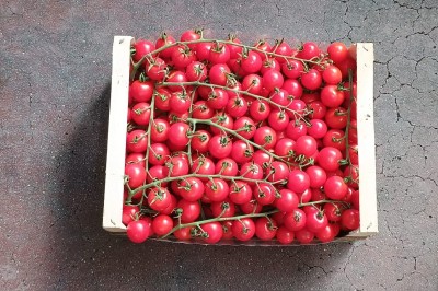 Foto Pomodoro Ciliegino Origine Italia Marchio Goga Gjergji 3