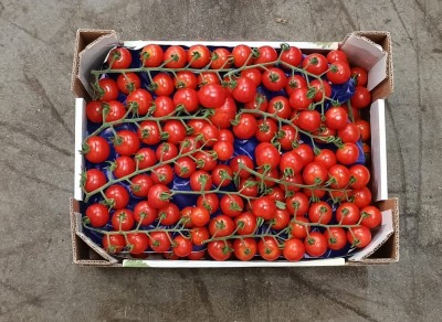Foto Pomodoro Ciliegino Origine Italia Marchio Emanuela 3