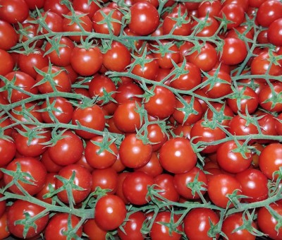 Foto Pomodoro Ciliegino Origine Italia Marchio 110 e Lode 2