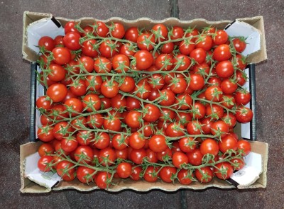 Foto Pomodoro Ciliegino Origine Italia Marchio 110 e Lode 3
