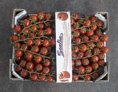 Foto Pomodoro Ciliegino Origine Italia Marchio Scalia 2