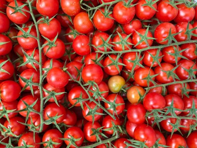 Foto Pomodoro Ciliegino Origine Italia Marchhio Greensud 2