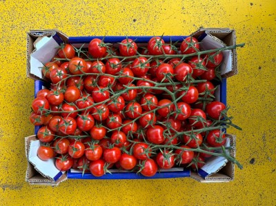 Foto Pomodoro Ciliegino Origine Italia Marchhio Greensud 3